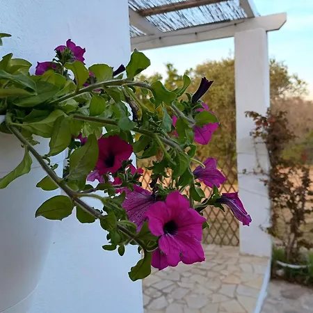Del Saraceno Serranova